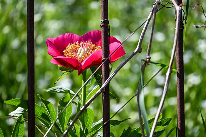Peony