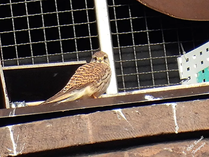 Kestrel at the Cathedral!