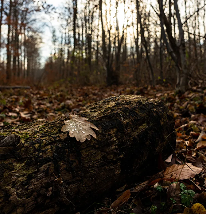 The Leaf