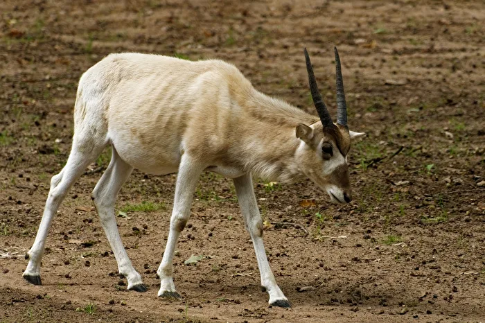 Mendes antelope