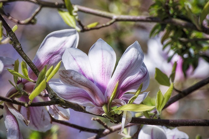 Frühling 1