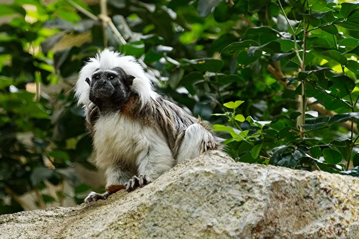 List Monkey
