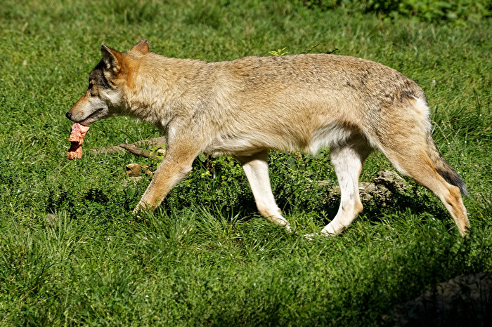 Timberwolf