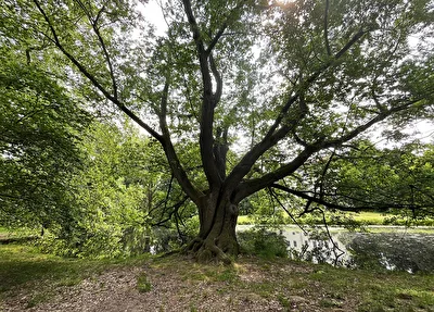 im Park 2