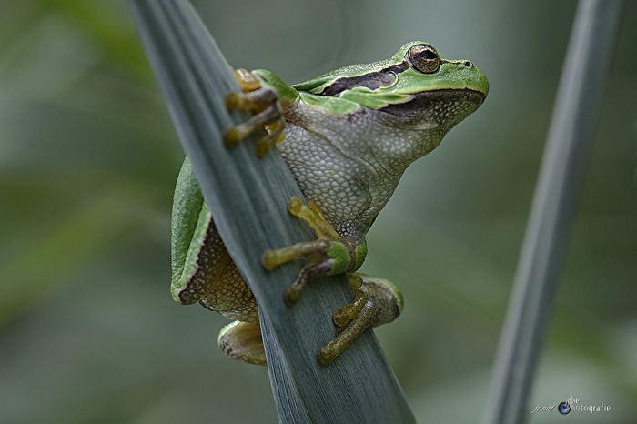 Laubfrosch