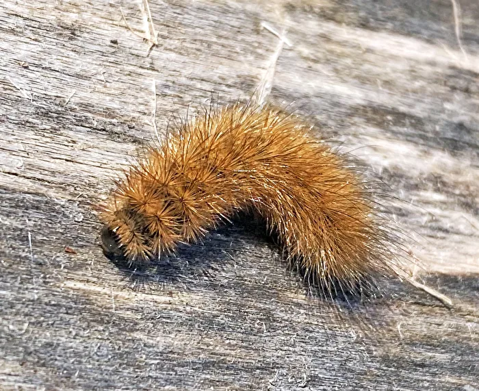one of the last caterpillars for this year
