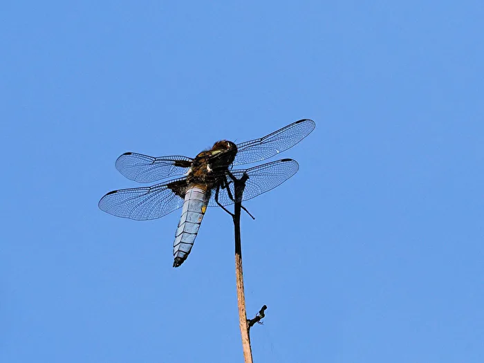 Plattbauch Libelle (Libellula depressa) Männchen