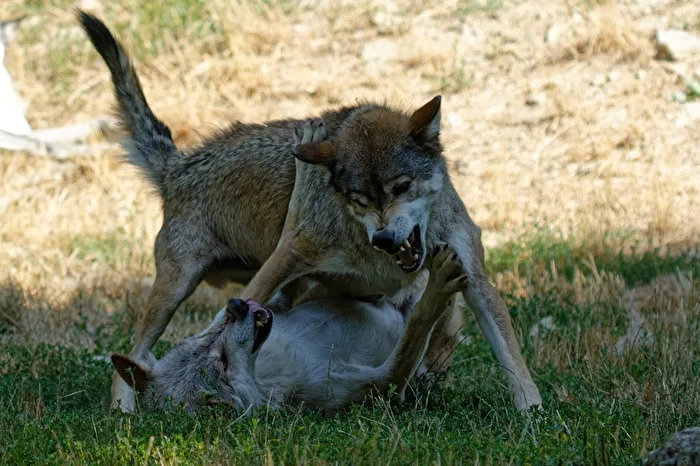 Timber wolves