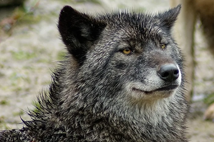 Lobo timberwolf