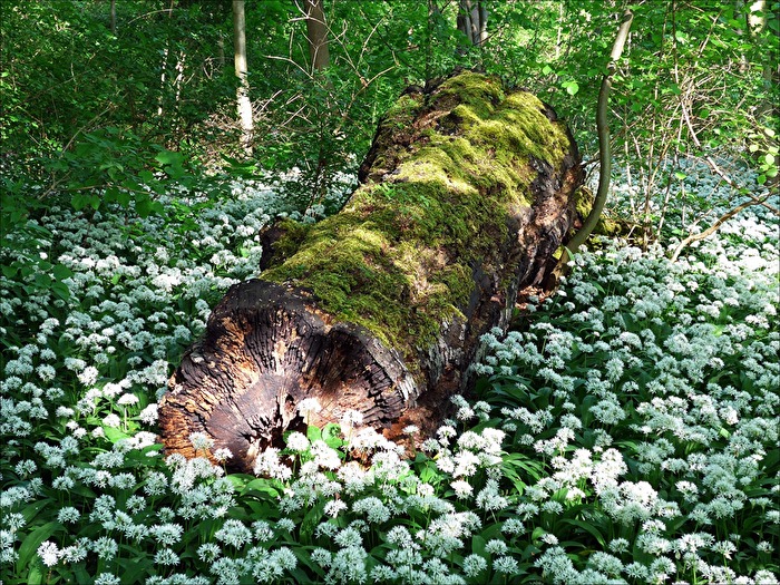 Bärlauchblüte