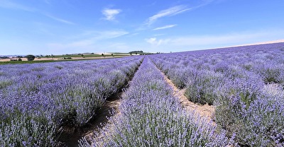 Lavendel