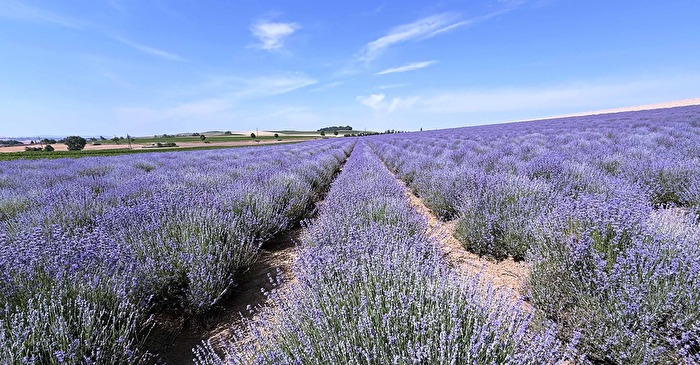 Lavendel