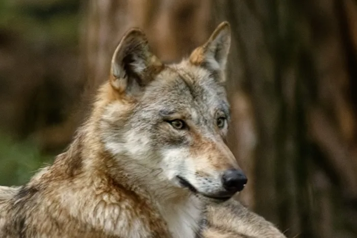 European Wolf