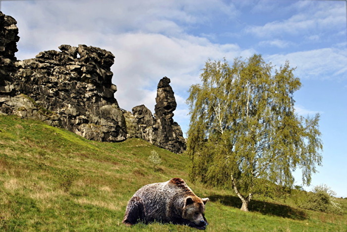 Bären im Harz
