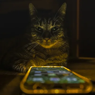 Silvestercat