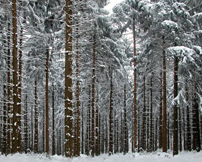 Winterwald