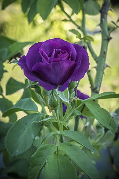 Rose in the park (purple)