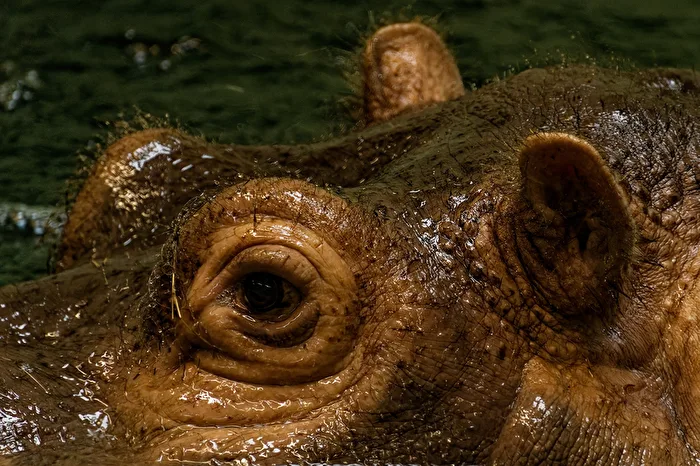 Hippopotamus