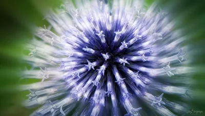 Kugeldistel