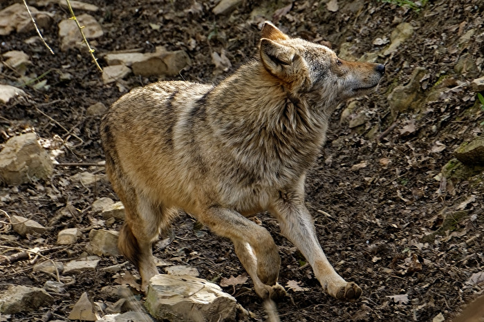 Timberwolf