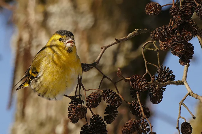 Siskin