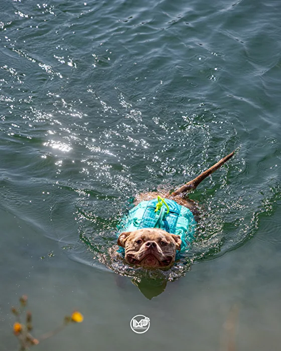 Simply swimming 🐟🌊🐾🐶