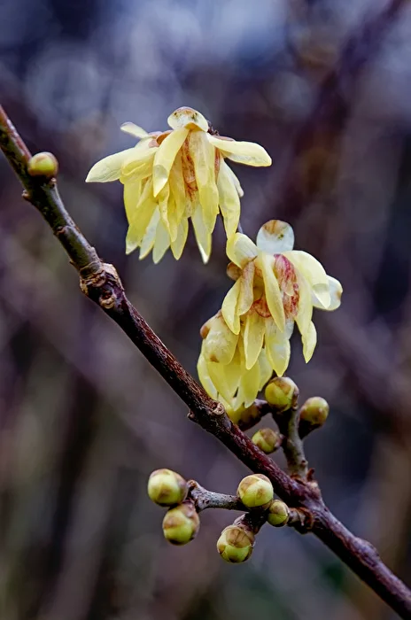 Blüten