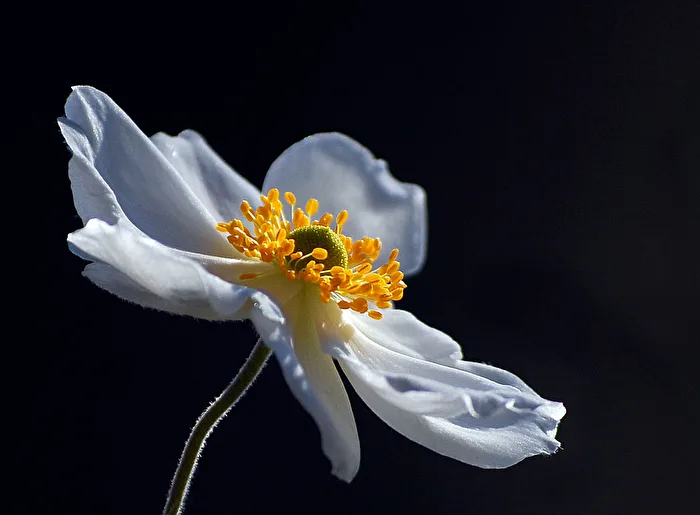 Anemone