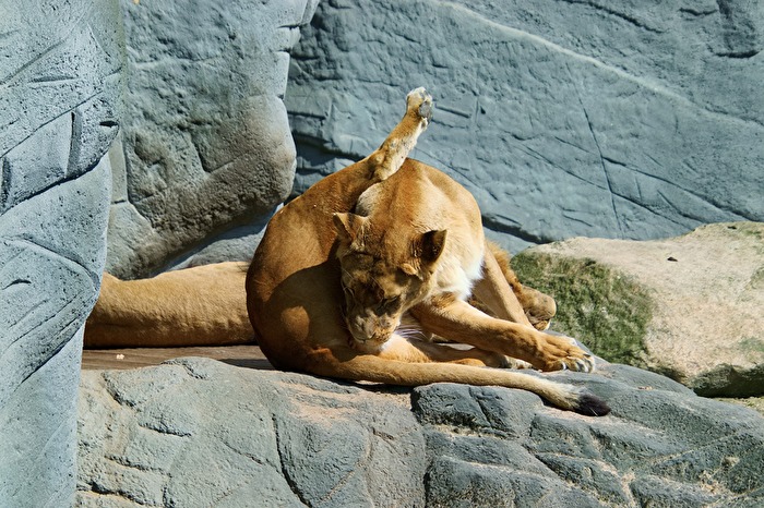 Löwe 6