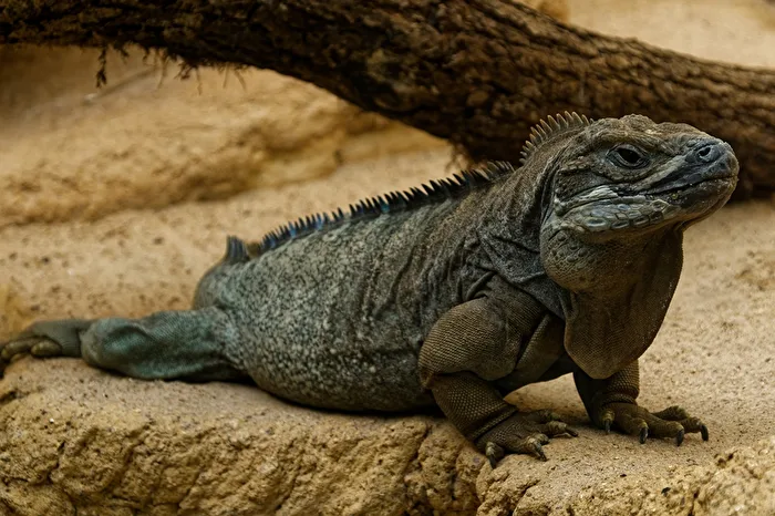 Jamaika-Leguan