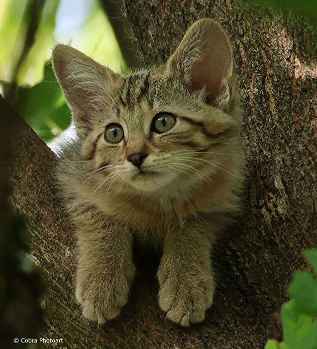 Wildkatze