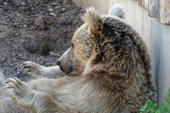 Orso bruno siriano