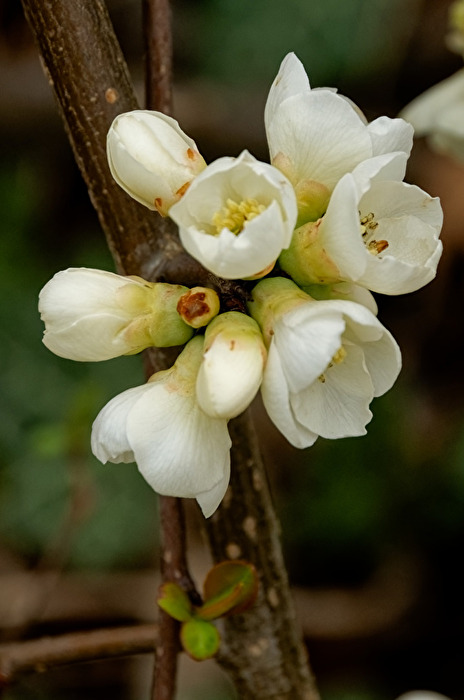 Blüten