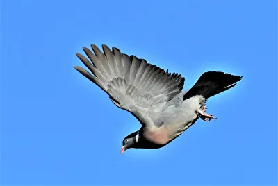 " Sturzflug "