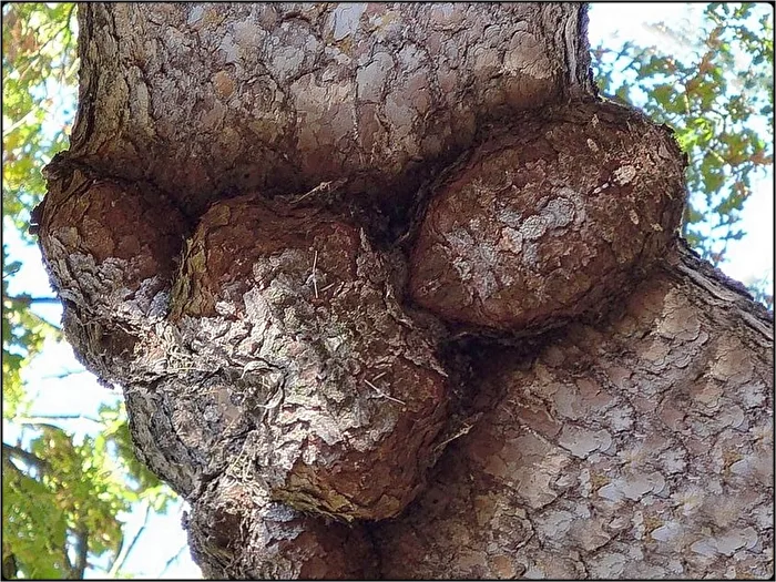 arbor penis