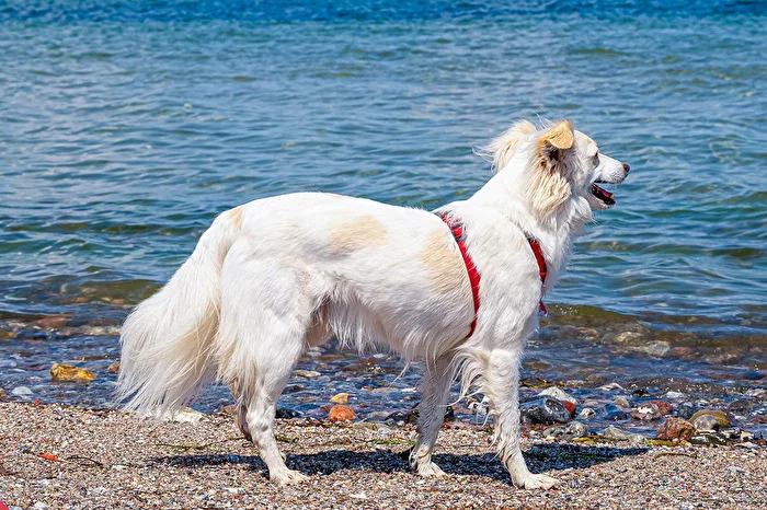 Lucy am Meer