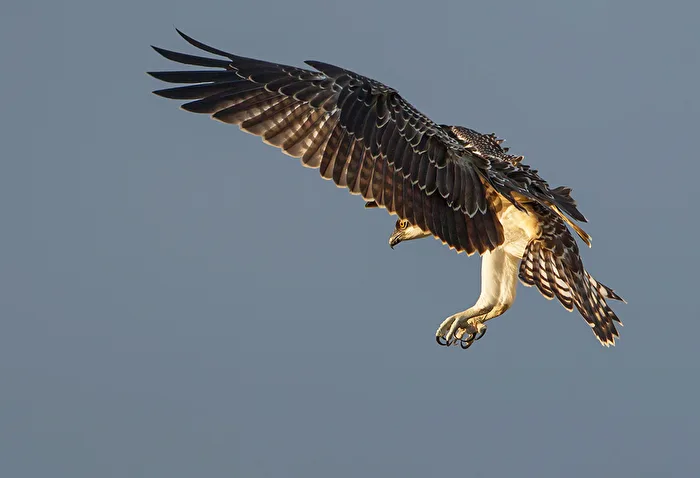 Osprey