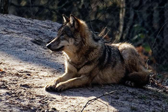 Wolf
