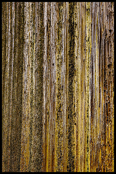 Schwarzdorn am Gradierwerk