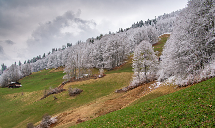 Frostig - Waldlandschaften