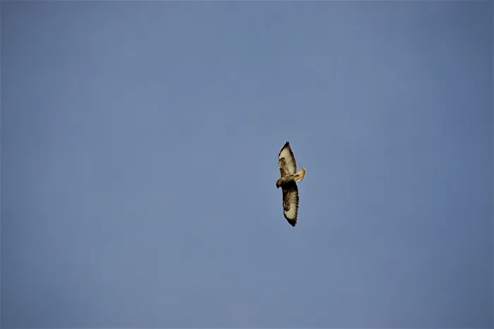 Buzzard