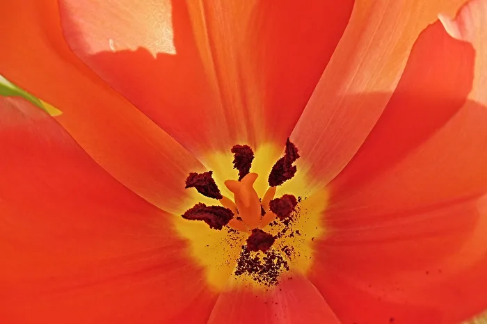 Macro