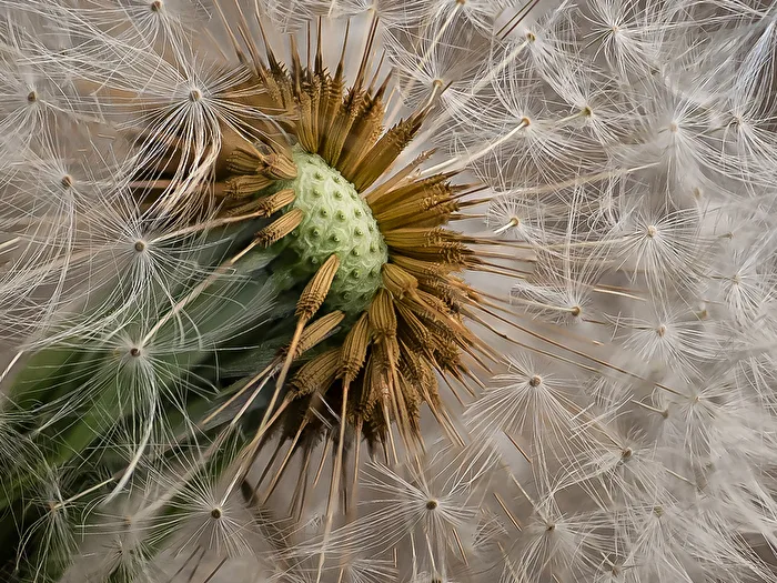 Macro