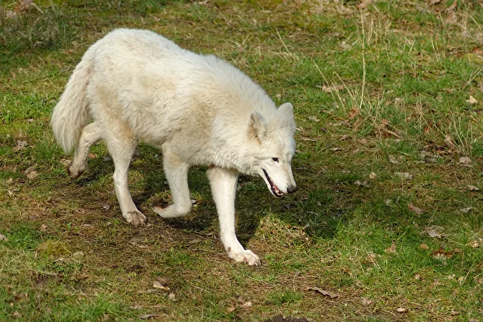 Tundrawolf