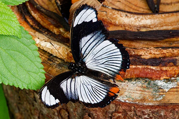 Butterfly 2