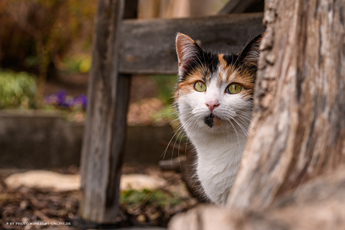 Katze Nr.4
