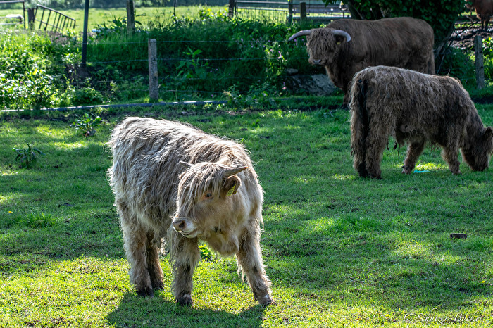 Zottelige Rinder , die Rasse kenn ich leider nicht