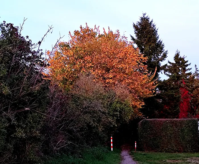 der Maler Herbst