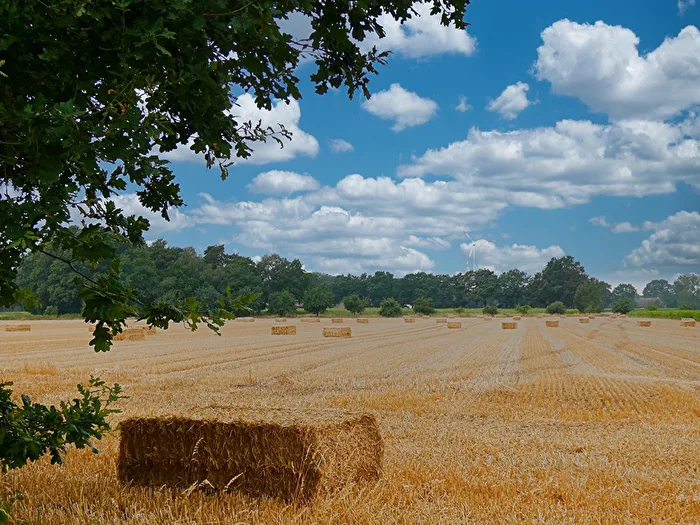harvested, a stubble field