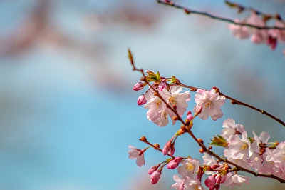 Baumblüten